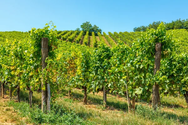 Blauer portugiesischer Trauben im Weinberg — Stockfoto