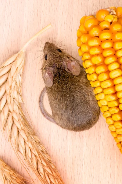 Ev faresi (Mus musculus) tohum boyunca Üstten Görünüm — Stok fotoğraf