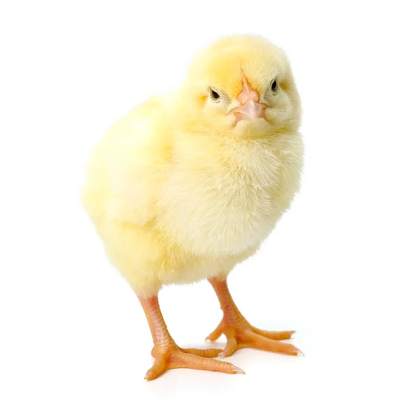 Lonely newborn yellow chicken standing — Stock Photo, Image