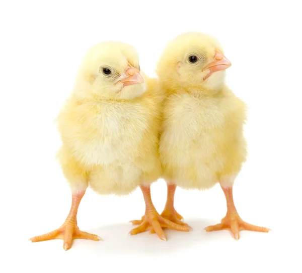 Par de galinhas amarelas recém-nascidas — Fotografia de Stock