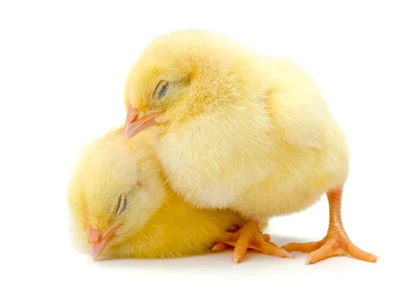 Пара сонных новорожденных желтых цыплят — стоковое фото