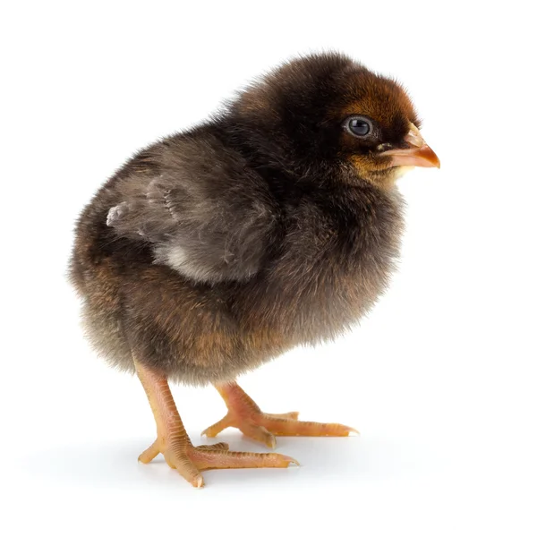 Lonely newborn black chicken standing — Stock Photo, Image