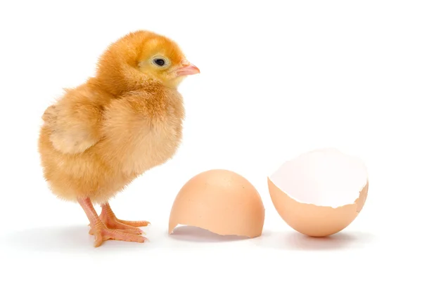 Pollo marrón recién nacido cerca de cáscaras de huevo rotas —  Fotos de Stock