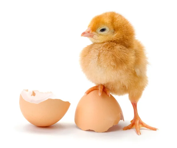 Newborn brown chicken standing on egg shells — Stock Photo, Image