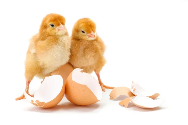 Par de pollos marrones recién nacidos a lo largo de cáscaras de huevo rotas — Foto de Stock
