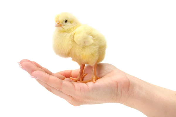 Новорожденный желтый цыпленок стоит в человеческой руке — стоковое фото