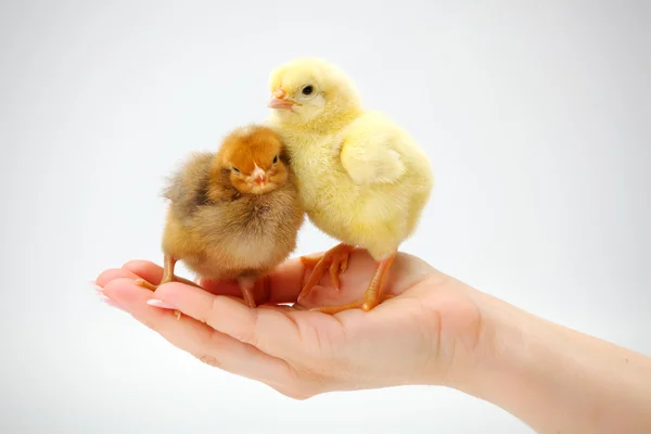 Par de galinhas recém-nascidas em pé na mão humana — Fotografia de Stock