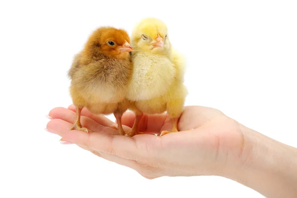 Pair of newborn chickens standing in human hand — Stock Photo, Image