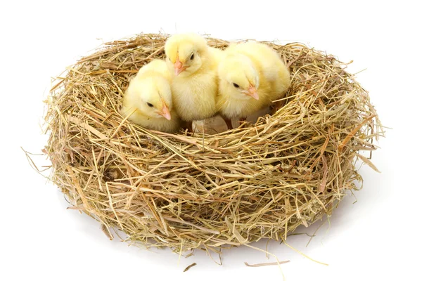 Three little yellow chickens in hay nest — Stock Photo, Image