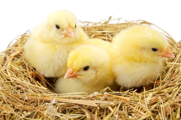 Three little yellow chickens in hay nest — Stock Photo, Image