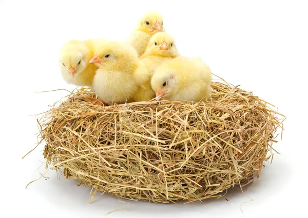 Beaucoup de poulets jaunes nouveau-nés dans le nid de foin — Photo