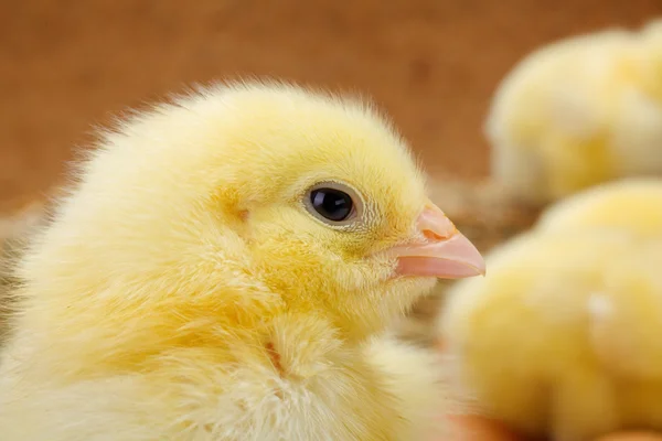 Macro of newborn yellow chicken — Stock Photo, Image