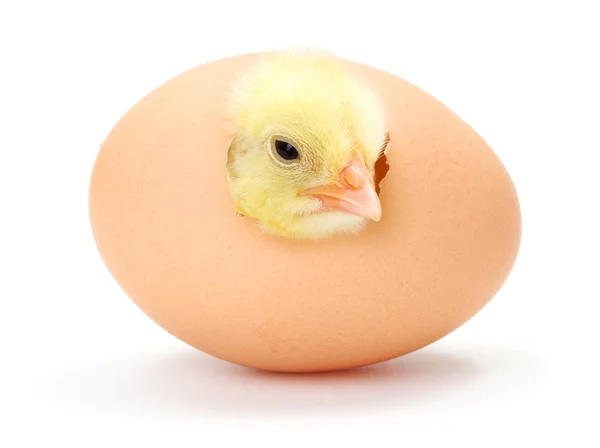 Newborn yellow chicken hatching — Stock Photo, Image