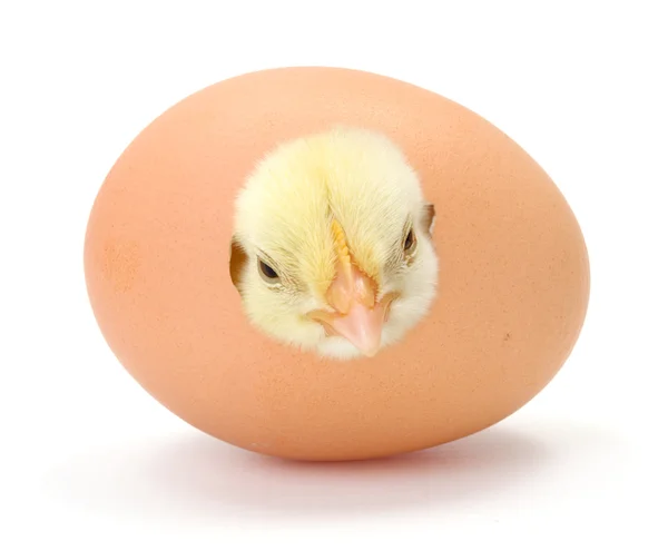 Újszülött sárga csirke keltető — Stock Fotó