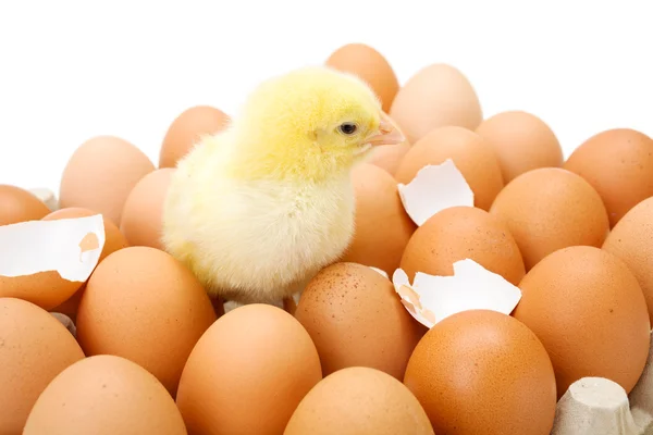 Lilla nyfödda gula kycklingen i egg bricka — Stockfoto