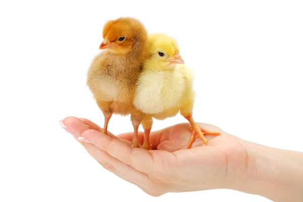 Пара новорожденных цыплят, стоящих в человеческой руке — стоковое фото