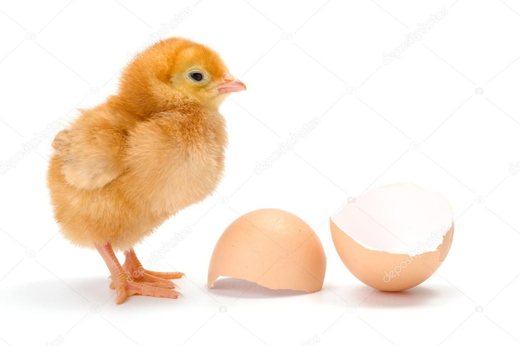 Newborn brown chicken near broken egg shells