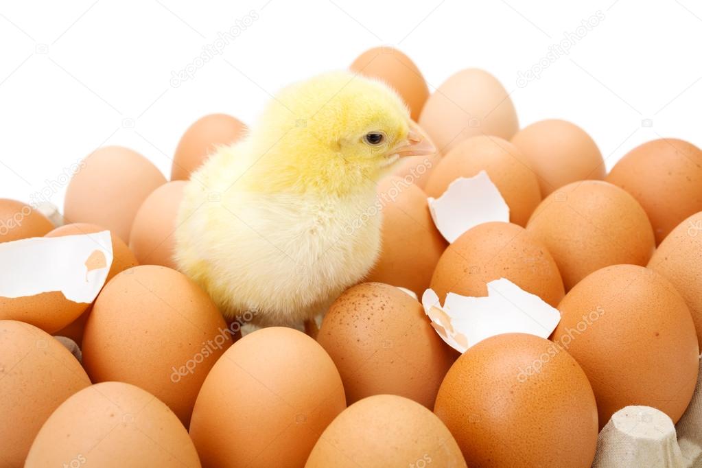 Little newborn yellow chicken in egg tray