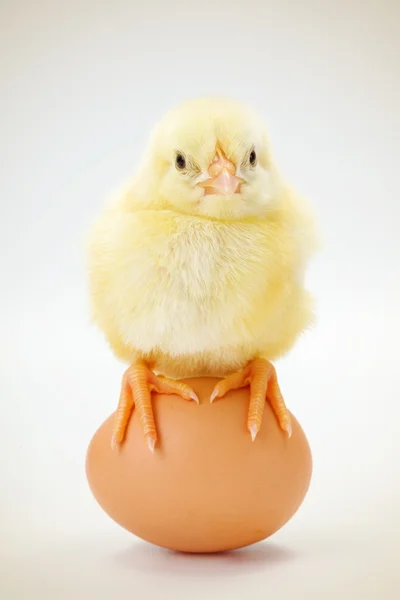 Frango recém-nascido sentado no ovo — Fotografia de Stock