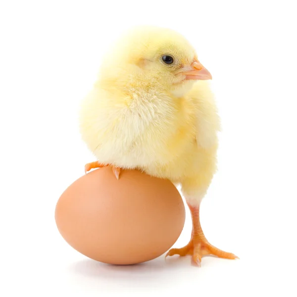 Little newborn chicken standing with half leg on egg — Stock Photo, Image