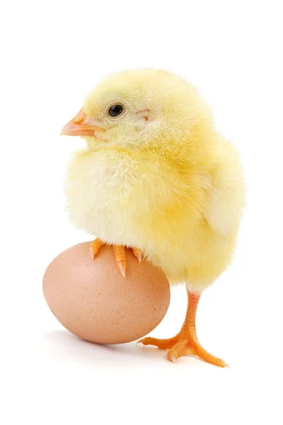 Little newborn chicken standing with half leg on egg — Stock Photo, Image