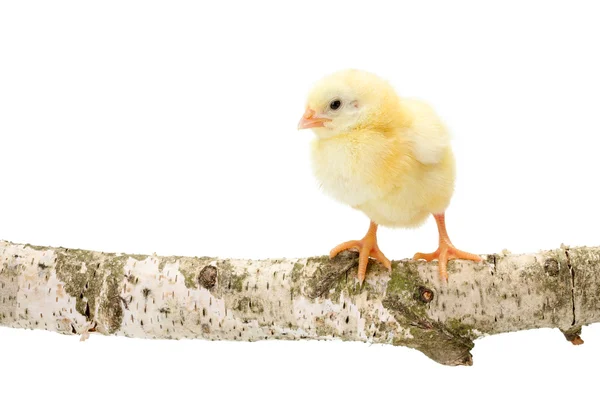 One newborn chicken standing on wooden branch — Stock Photo, Image