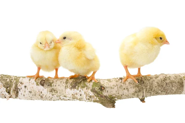 Três galinhas recém-nascidas em pé no ramo de madeira — Fotografia de Stock