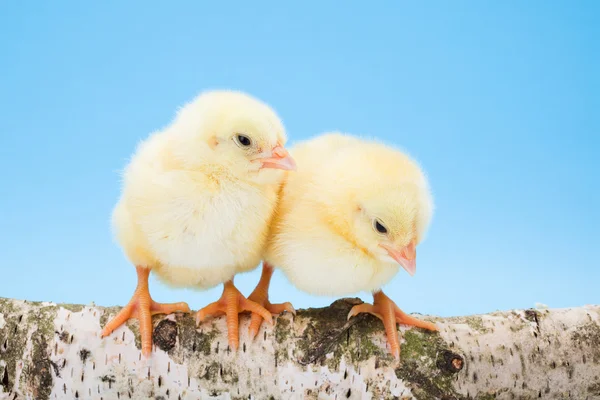 Due polli gialli appena nati in piedi su un ramo di legno — Foto Stock