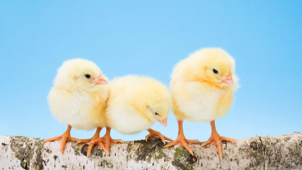 Three newborn yellow chickens standing on wooden branch — Stock Photo, Image