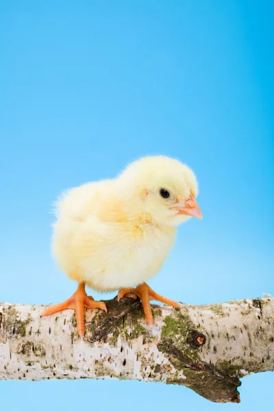 Um frango amarelo recém-nascido em pé no galho de madeira — Fotografia de Stock
