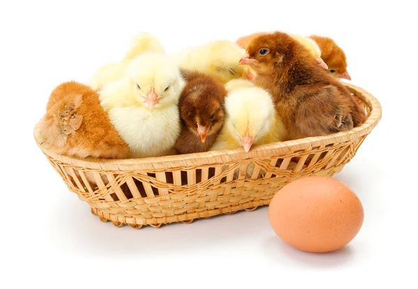 Lots of newborn chickens in wicker basket — Stock Photo, Image