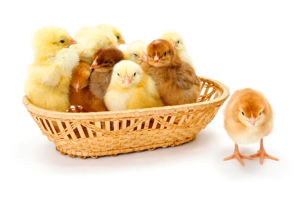 Lots of newborn chickens in wicker basket — Stock Photo, Image