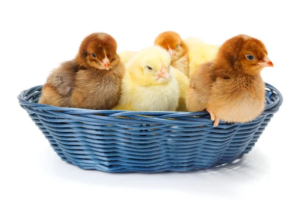 Muitas galinhas recém-nascidas em cesta de vime — Fotografia de Stock