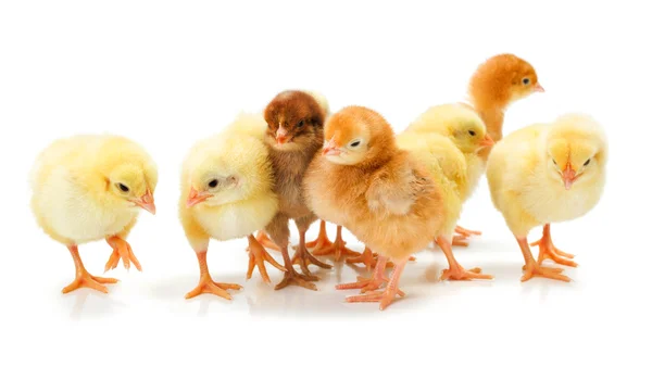 Lots of newborn chickens standing together — Stock Photo, Image