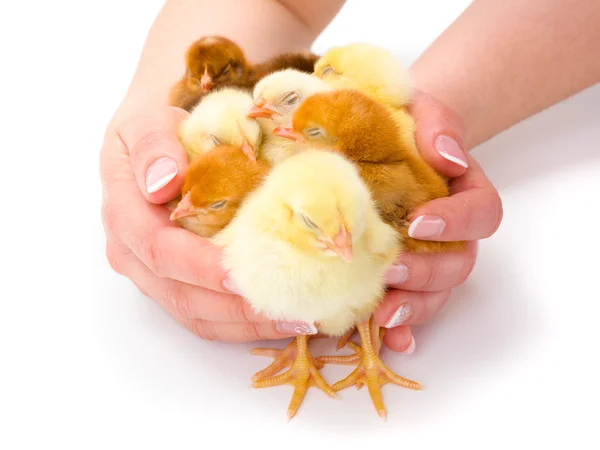 Lots of newborn chickens being protected by human hands — Stock Photo, Image