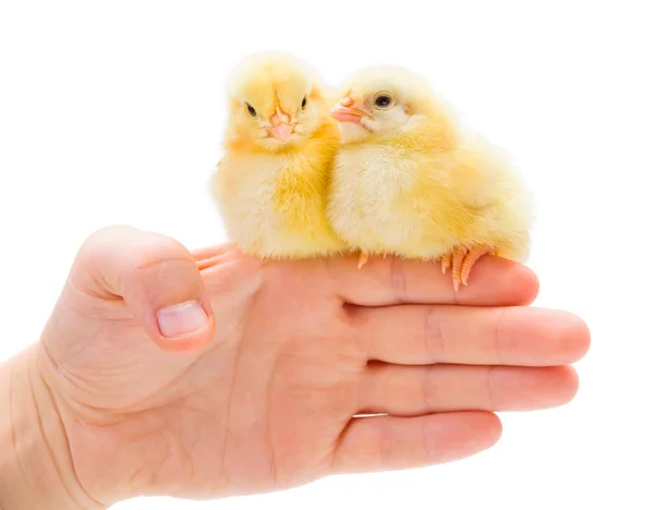 Two newborn chickens sitting on human palm edge — Stock Photo, Image