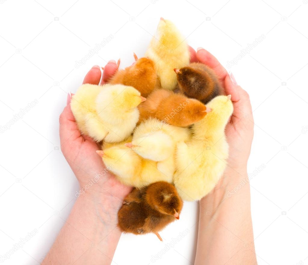 Lots of newborn chickens being protected by human hands