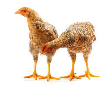 Benekli pullets beyaz üzerinde duran çifti