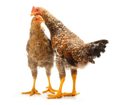 Benekli pullets beyaz üzerinde duran çifti