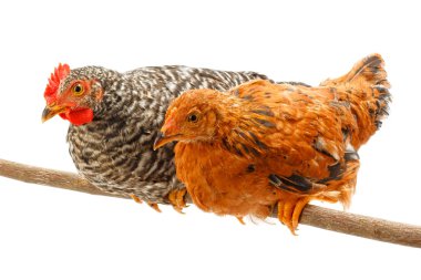 Pair of pullets sitting on thin branch clipart