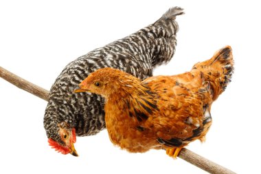 İnce dal üzerinde oturan pullets çifti