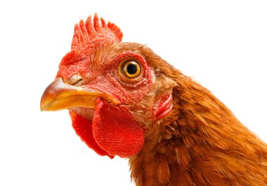 Makro kahverengi tavuk kafa