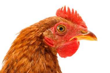 Makro kahverengi tavuk kafa