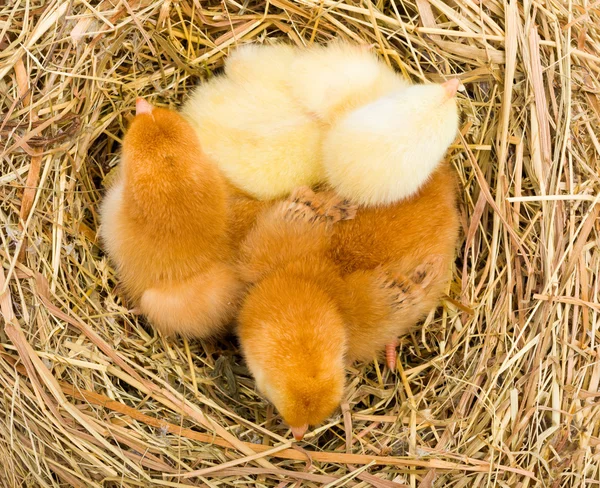 Top view of newborn chickens in hay nest — Stock Photo, Image