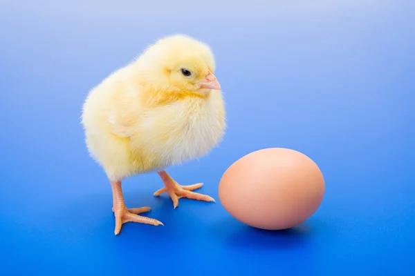 Little newborn yellow chicken with egg on blue background — Stock Photo, Image