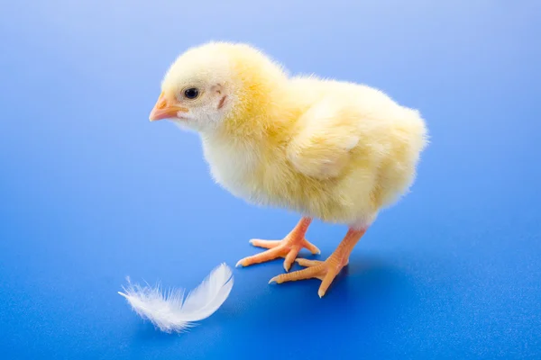 Małego noworodka żółty kurczak z białe piórko na niebieski backgro — Zdjęcie stockowe