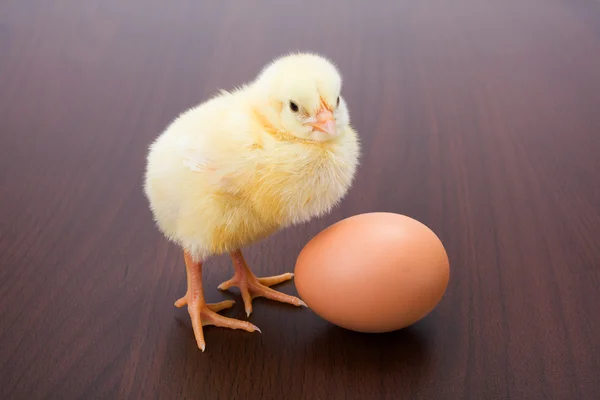 Little newborn yellow chicken with egg on brown background — Stock Photo, Image