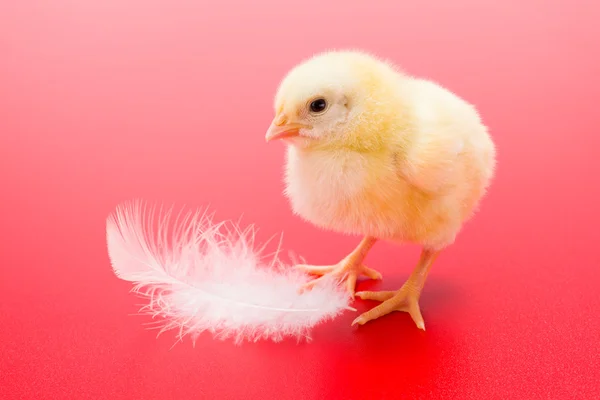 Little newborn yellow chicken with white feather on red — Stock Photo, Image