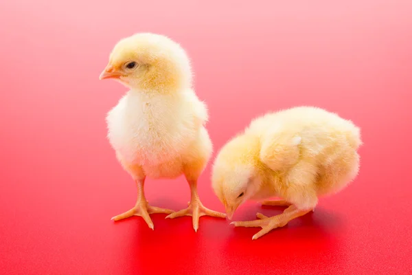 Par de galinhas amarelas recém-nascidas no fundo vermelho — Fotografia de Stock