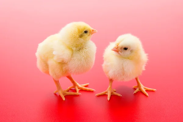 Par de galinhas amarelas recém-nascidas no fundo vermelho — Fotografia de Stock
